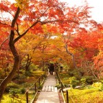 秋です!紅葉ドライブのシーズン到来!